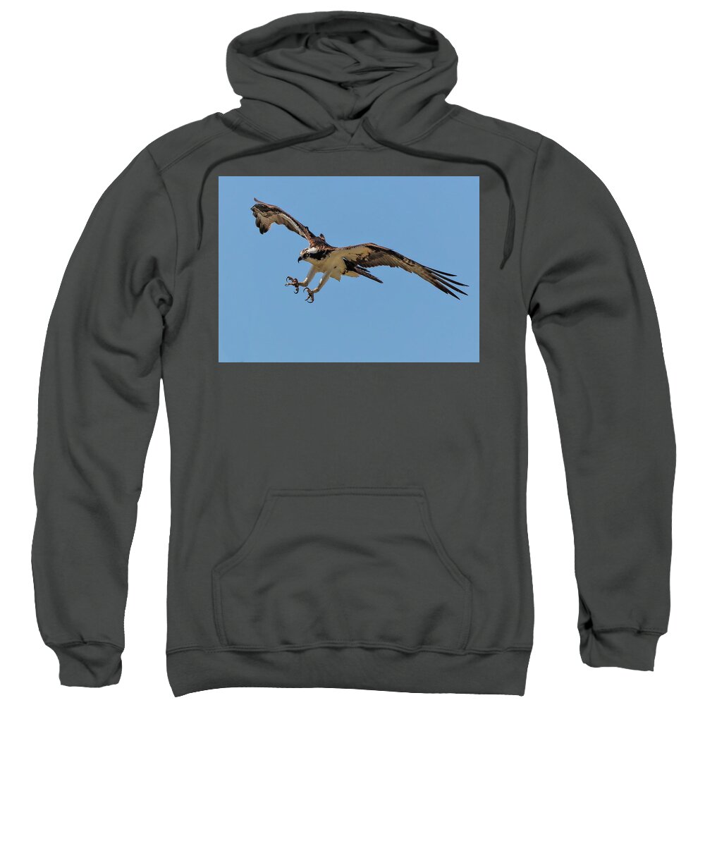 Ospray Bird Sweatshirt featuring the photograph Ospray3a by John Linnemeyer