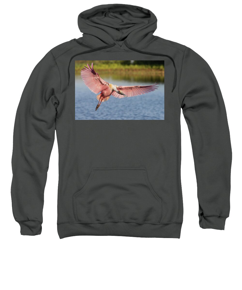 Roseate Spoonbill Sweatshirt featuring the photograph Outstretched by RD Allen