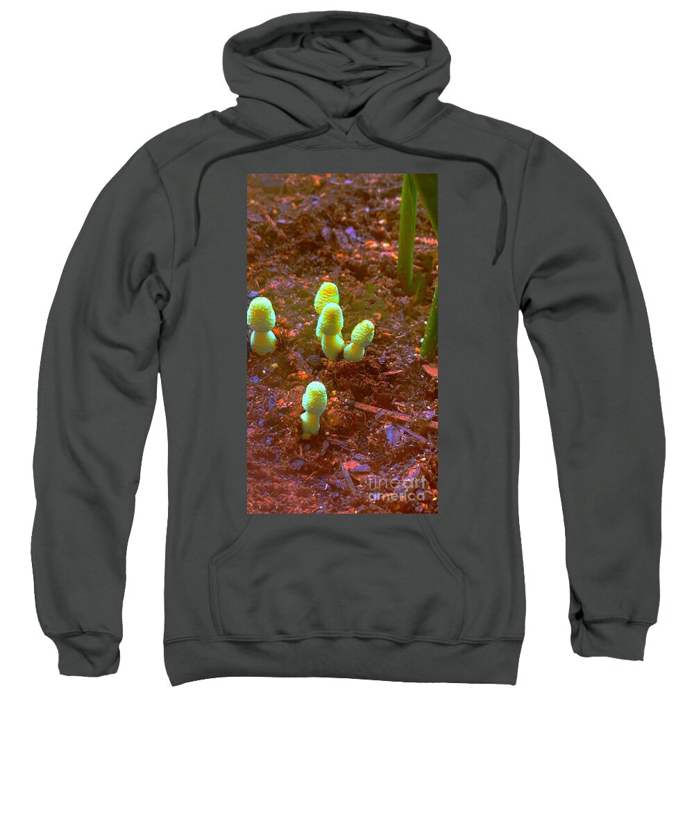 Mushrooms Fungus Fungi Sweatshirt featuring the pyrography Overnight Visitors by Glenn Hernandez