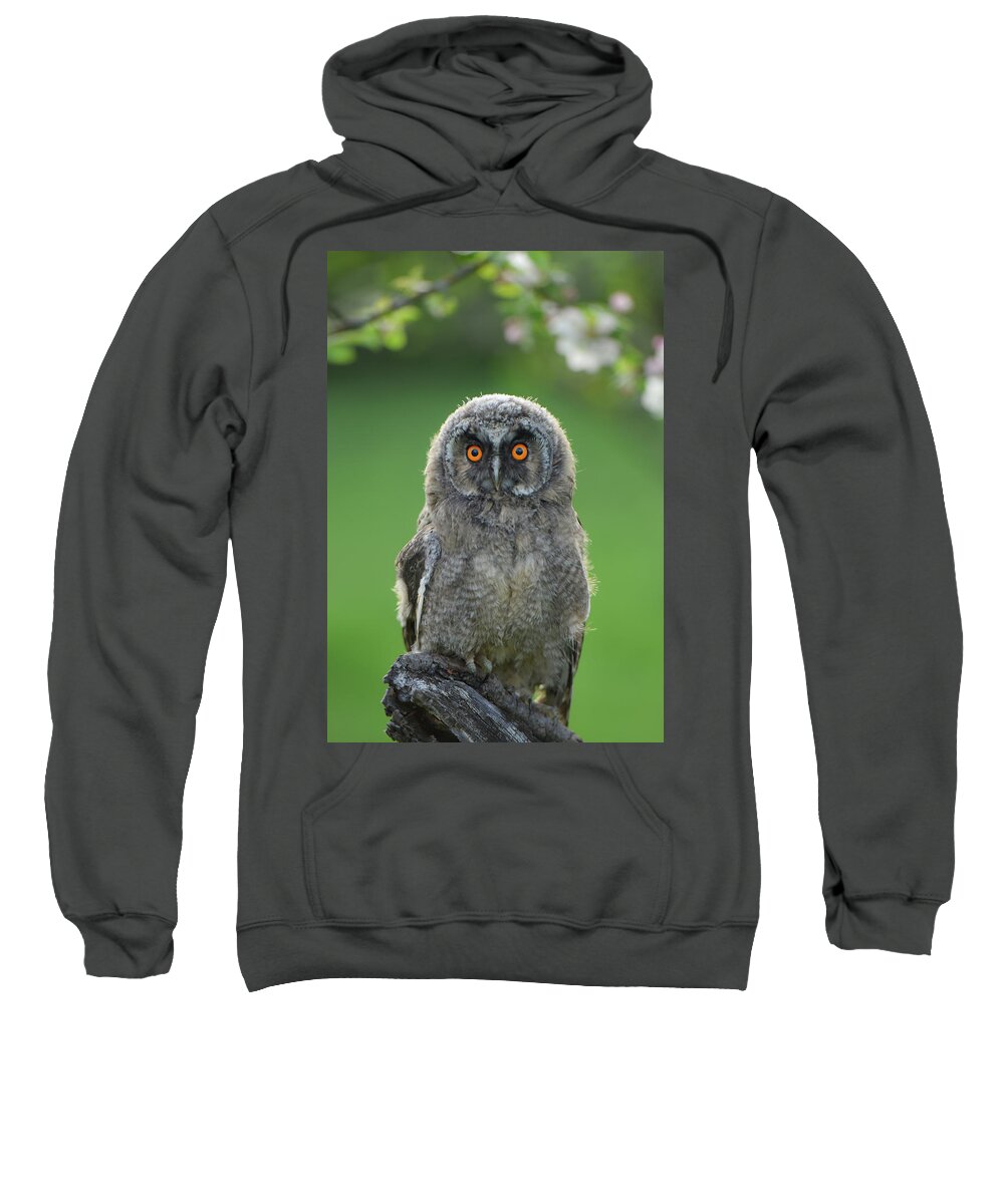 Owl Sweatshirt featuring the photograph Owl by Bess Hamiti
