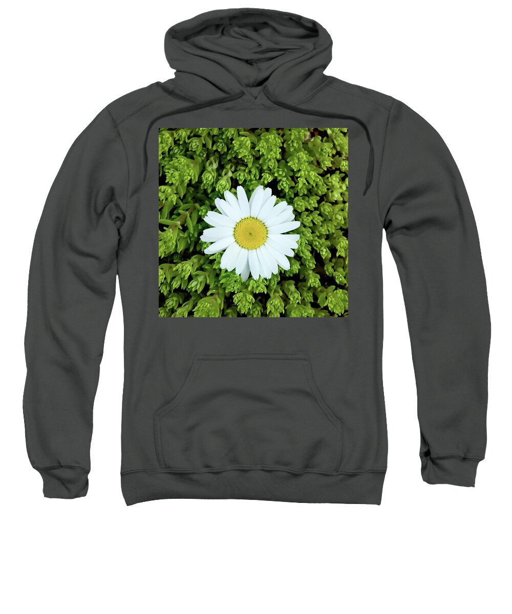 Deepcut Gardens Sweatshirt featuring the photograph Oxeye Daisy Surrounded by Gary Slawsky
