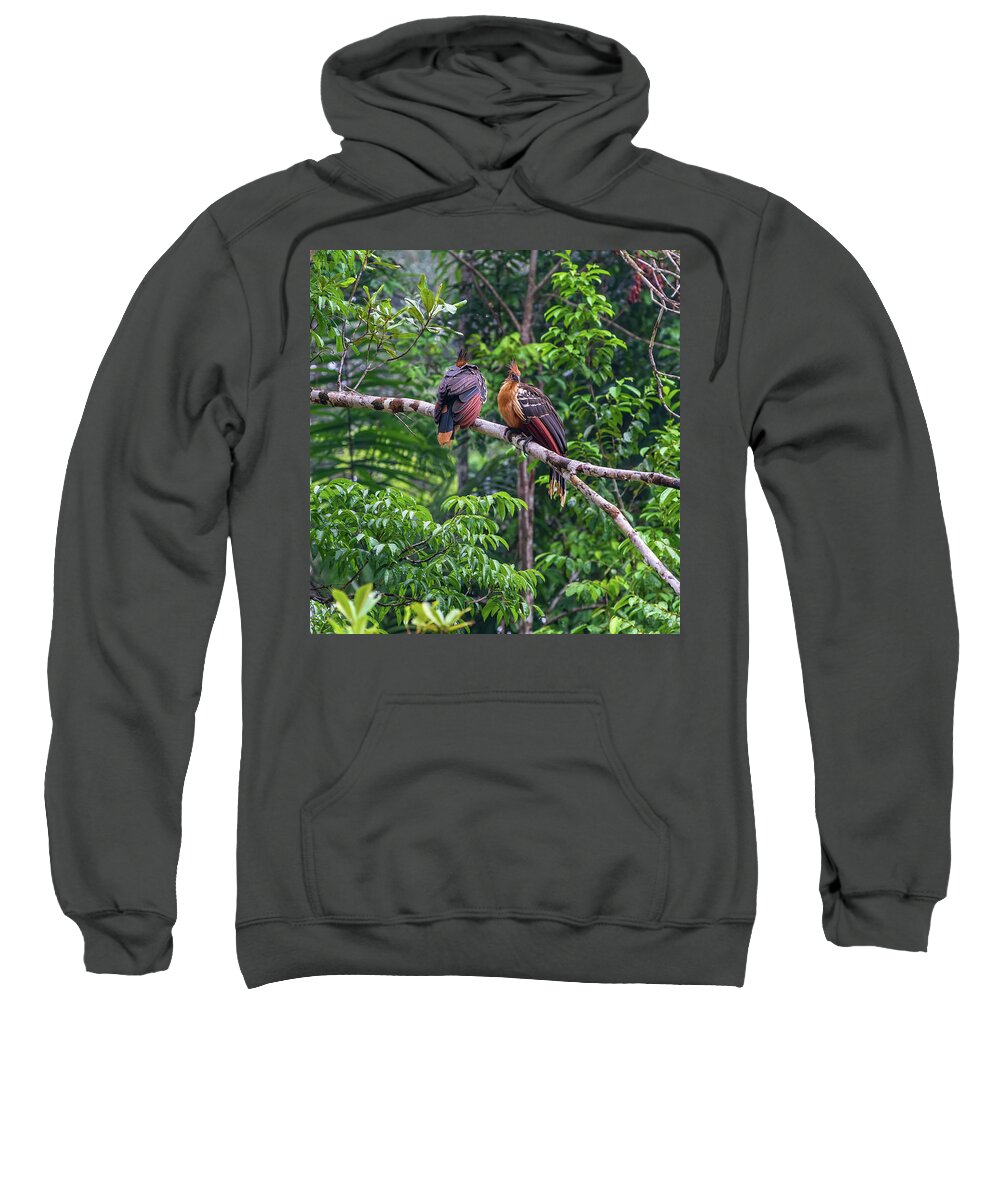 Amazon Sweatshirt featuring the photograph Pair of Hoatzin birds - Stinkbird by Henri Leduc