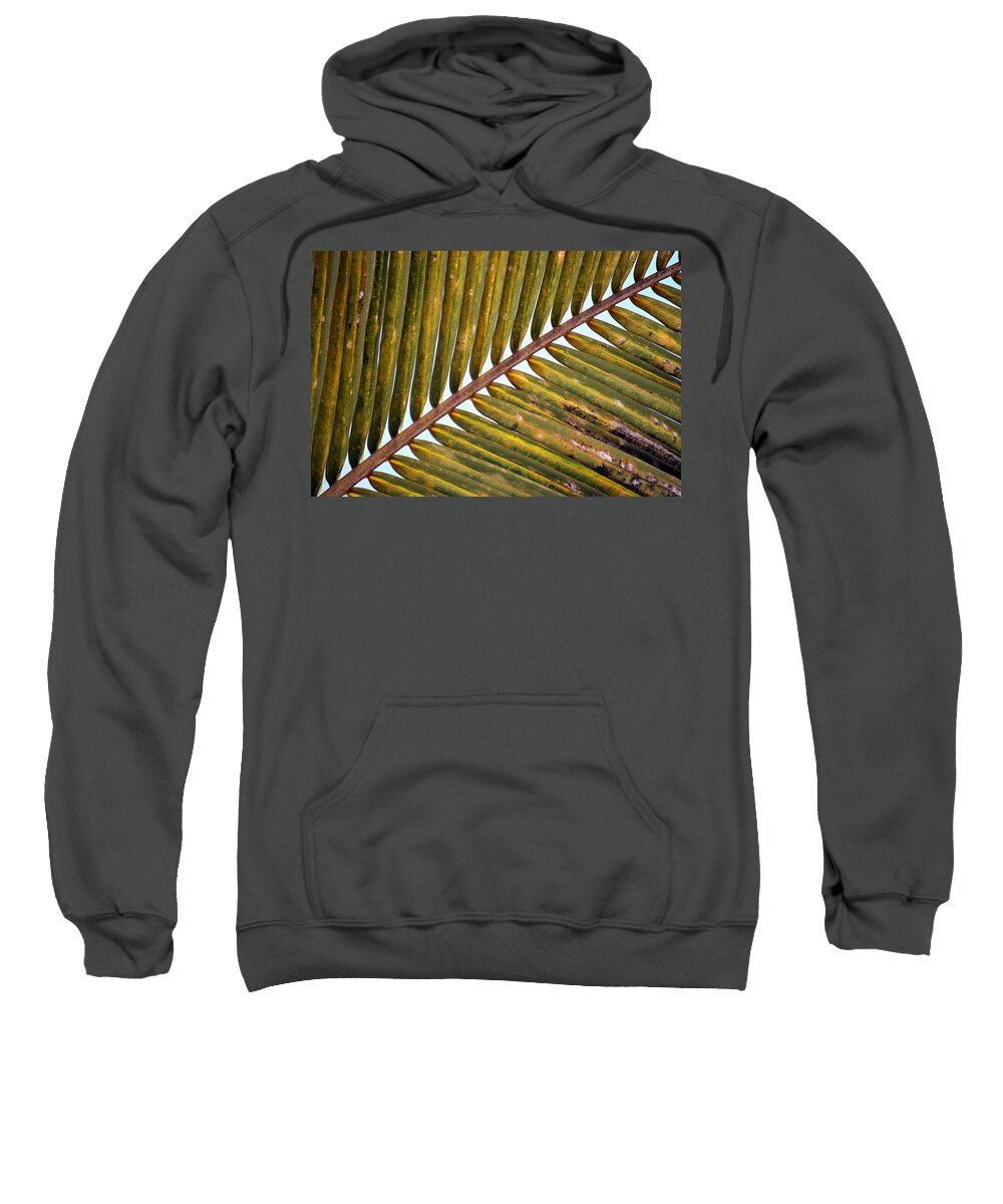 Palm Leaves Watercolor Sweatshirt featuring the photograph Palm Leaf by Thomas Schroeder