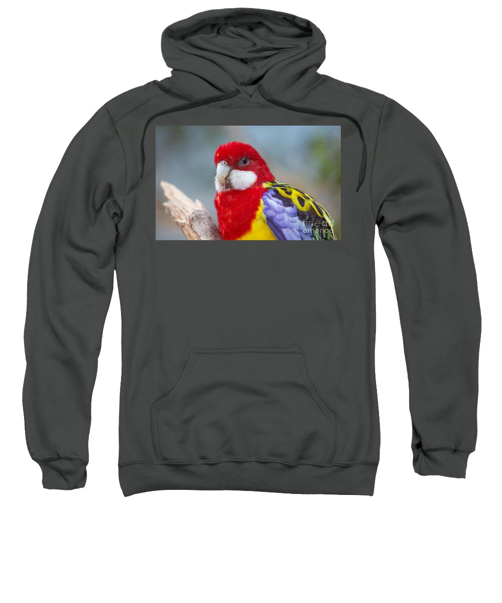 Eastern Rosella Parrot Sweatshirt featuring the photograph Peering Parrot by Sea Change Vibes