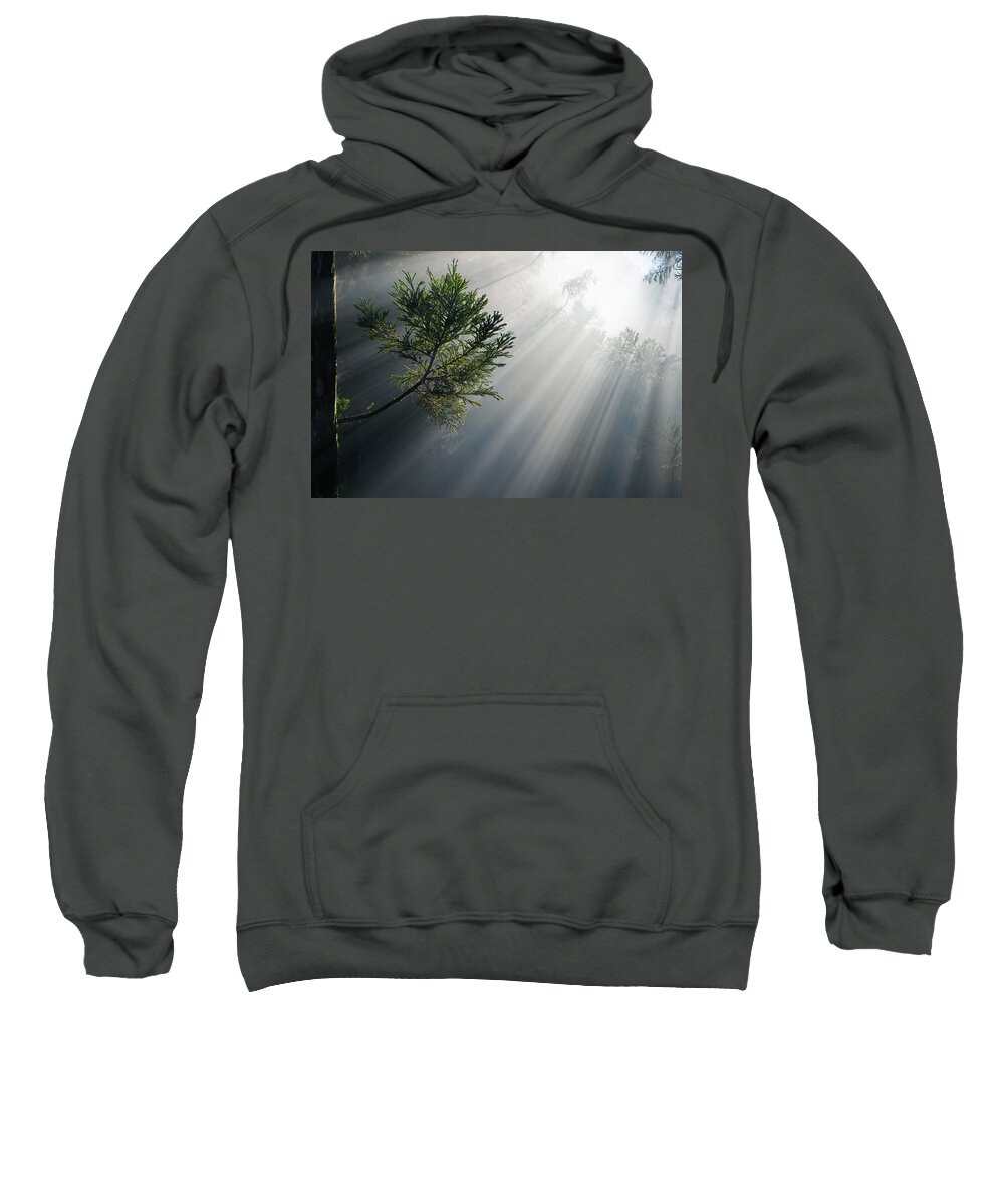 Photosynthesis Sweatshirt featuring the photograph Photosynthesis by Olivier Parent