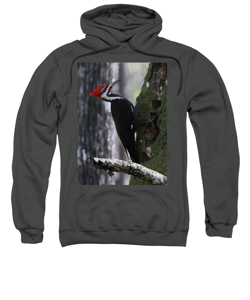 Pileated Woodpecker Sweatshirt featuring the photograph Pileated Woodpecker 4 by Mingming Jiang