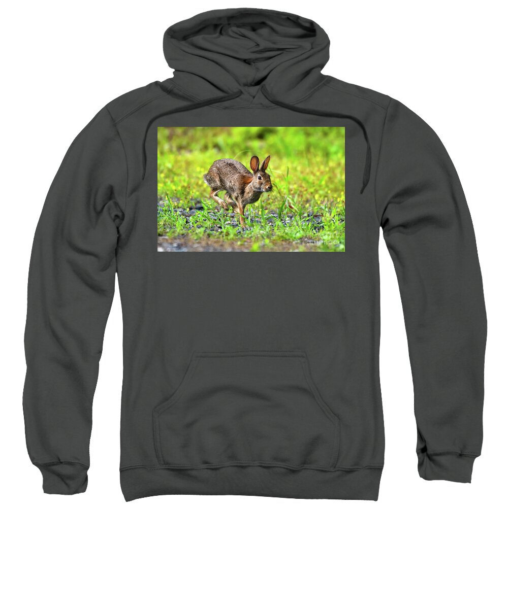 Cottontail Rabbit Sweatshirt featuring the photograph Rabbit mid-hop by Rehna George