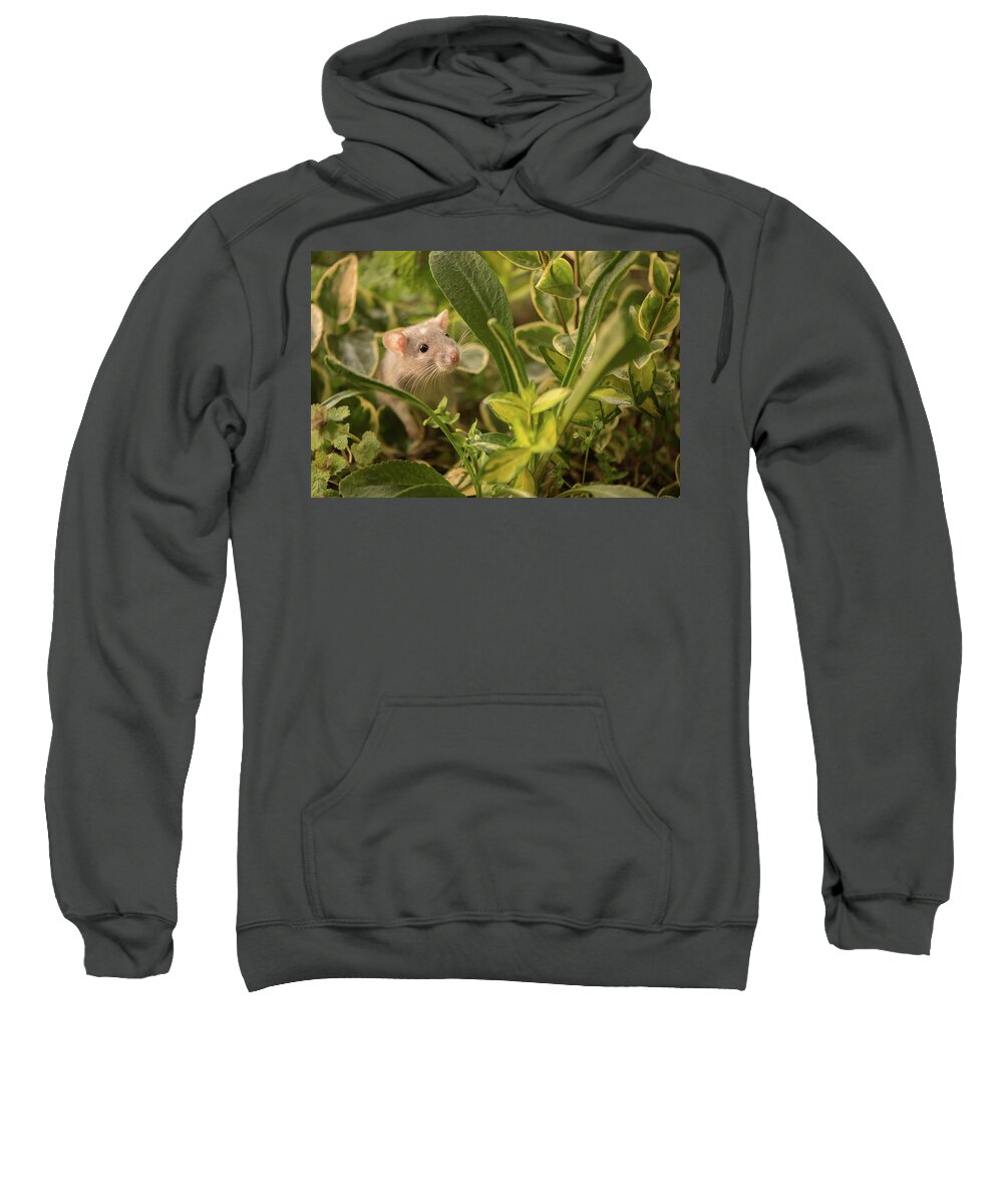 Rat Sweatshirt featuring the photograph Rat in the Garden by Naomi Maya