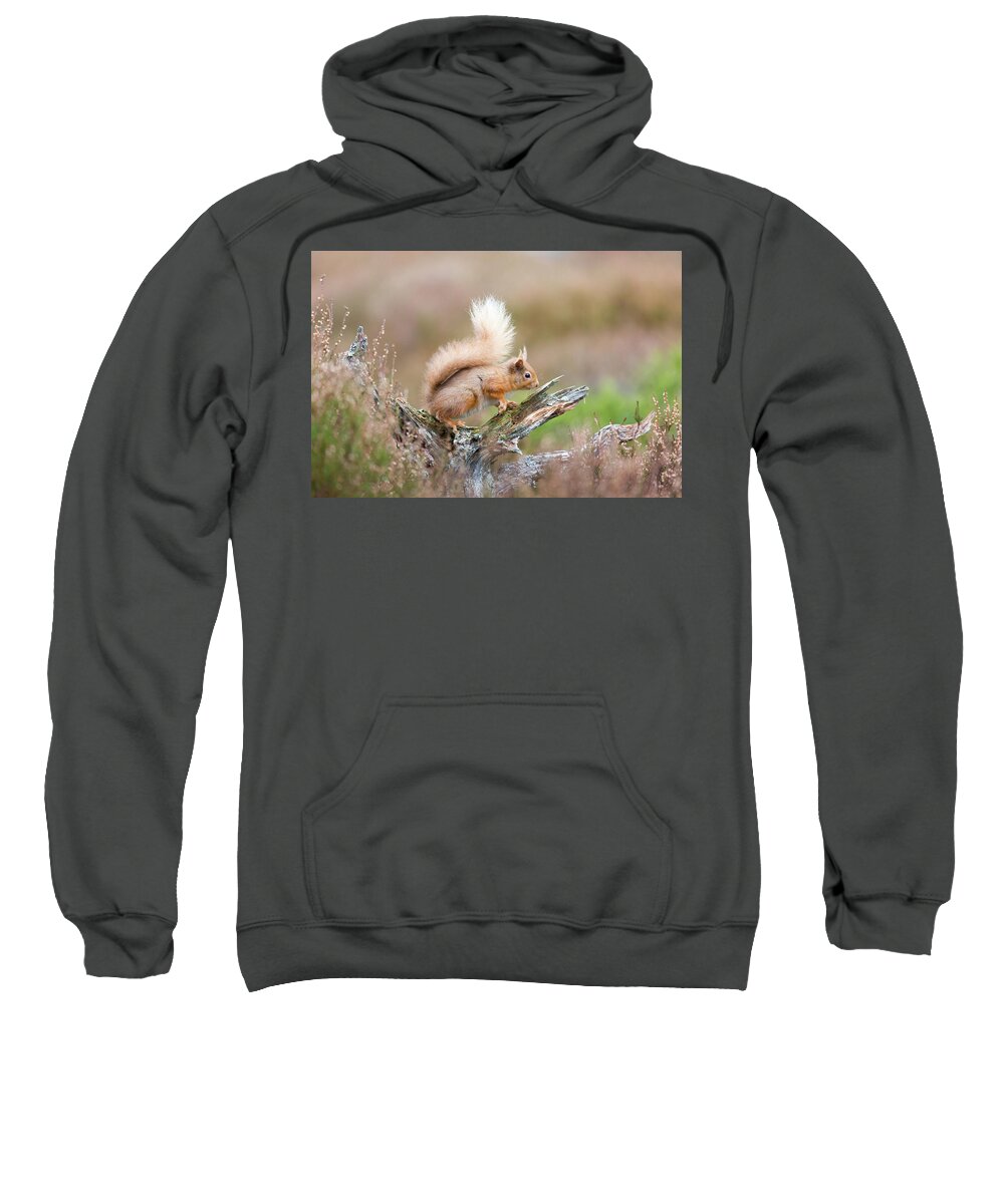 Animal Sweatshirt featuring the photograph Red Squirrel, Cairngorms by Anita Nicholson