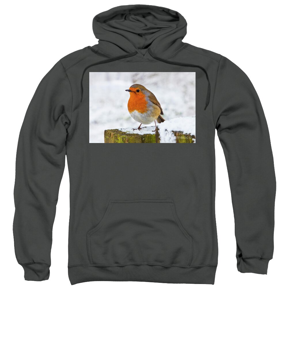 Erithacus Rubecula Sweatshirt featuring the photograph Robin redbreast in the snow, England by Neale And Judith Clark
