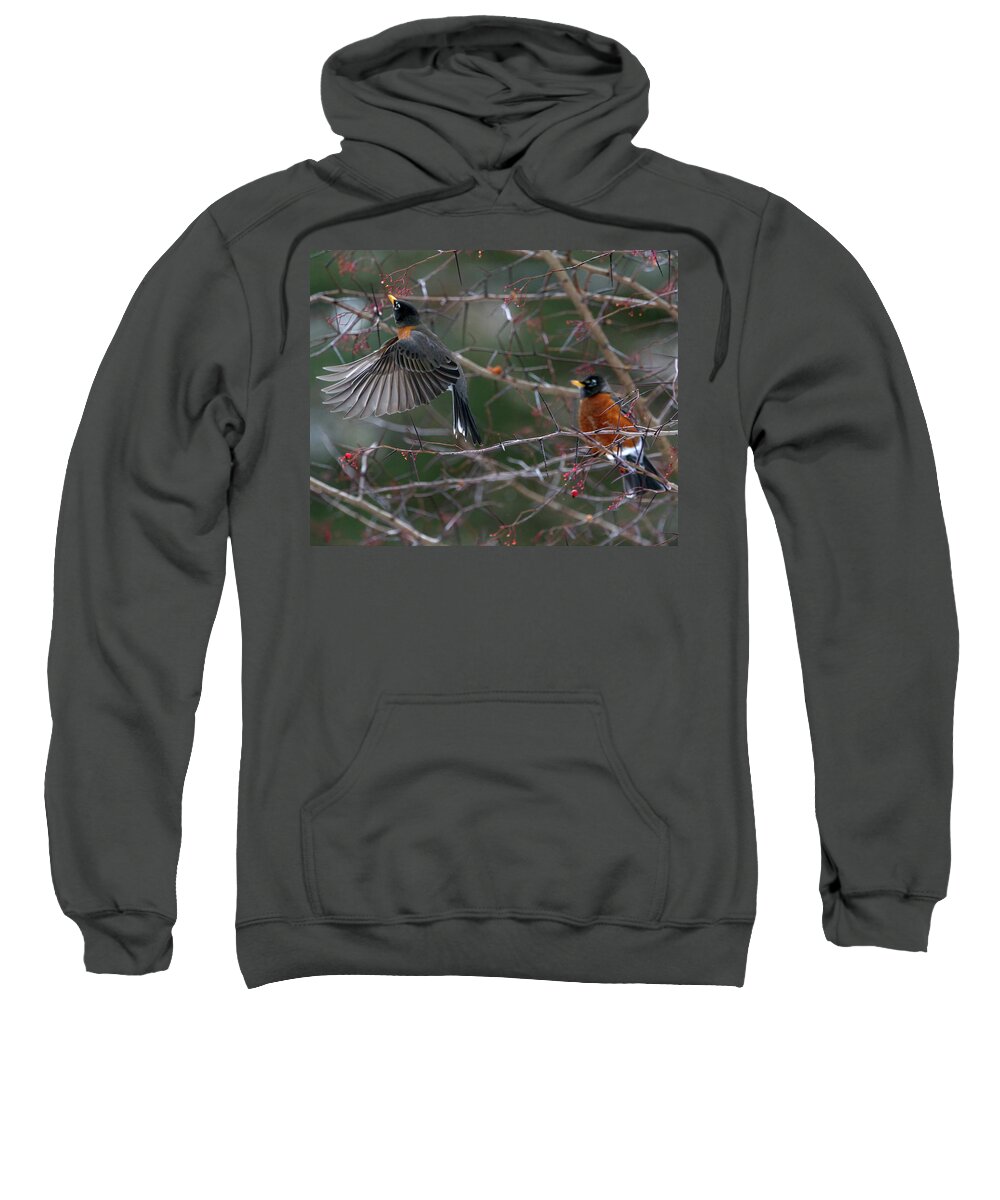 Bird Sweatshirt featuring the photograph American Robin with Wings Down by Flinn Hackett