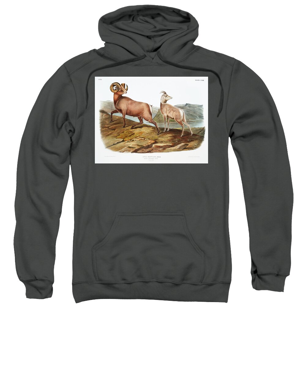America Sweatshirt featuring the mixed media Rocky Mountain Sheep. John Woodhouse Audubon by World Art Collective
