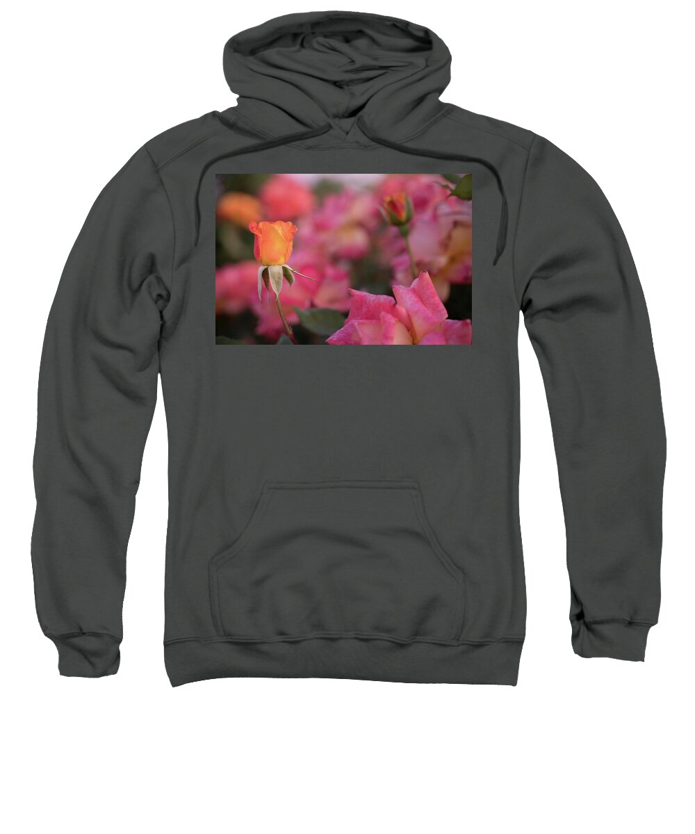 Rose Sweatshirt featuring the photograph Rosebud II by Margaret Pitcher