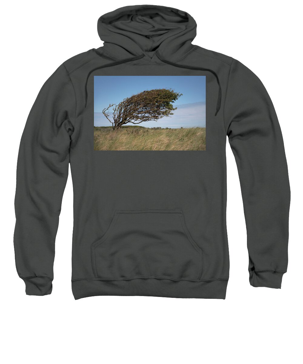 Slant Sweatshirt featuring the photograph Slanting tree by Anges Van der Logt