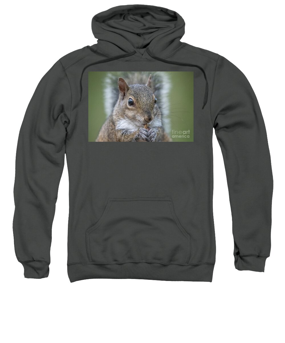 Eastern Gray Squirrel Sweatshirt featuring the photograph Snack by John Hartung  ArtThatSmiles com