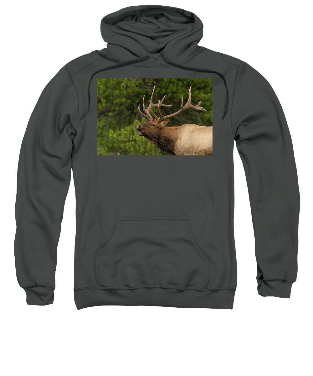 Elk Sweatshirt featuring the photograph Sounding off by Ronnie And Frances Howard