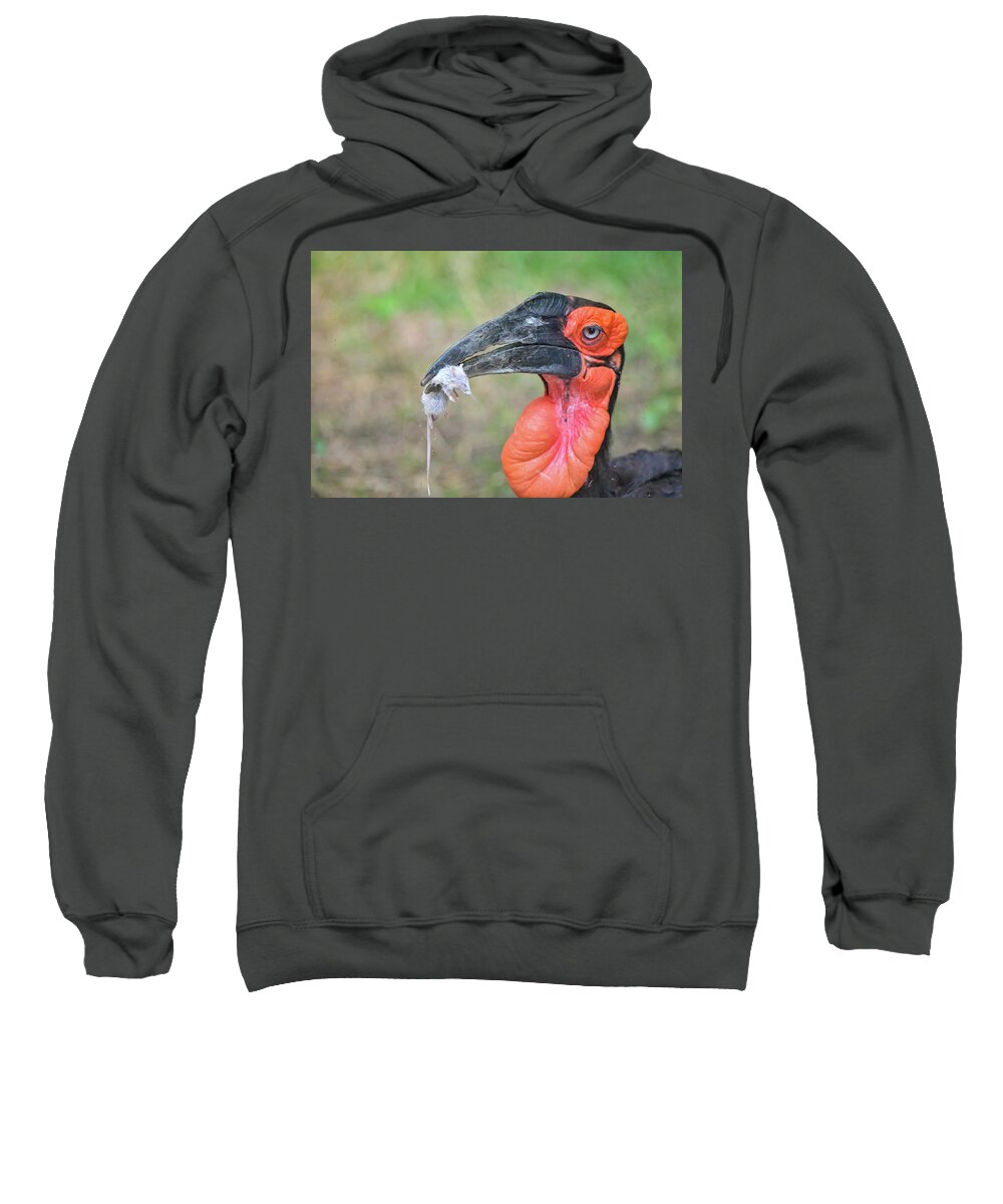 Bird Sweatshirt featuring the photograph Southern Ground Hornbill by Ed Stokes