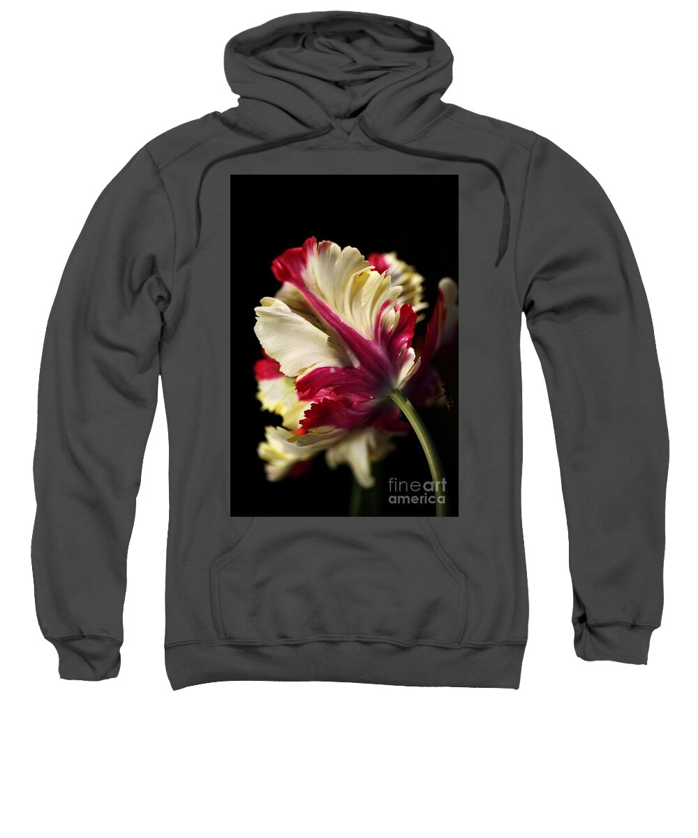 Parrot Tulip Sweatshirt featuring the photograph Spring Parrot Tulip by Joy Watson
