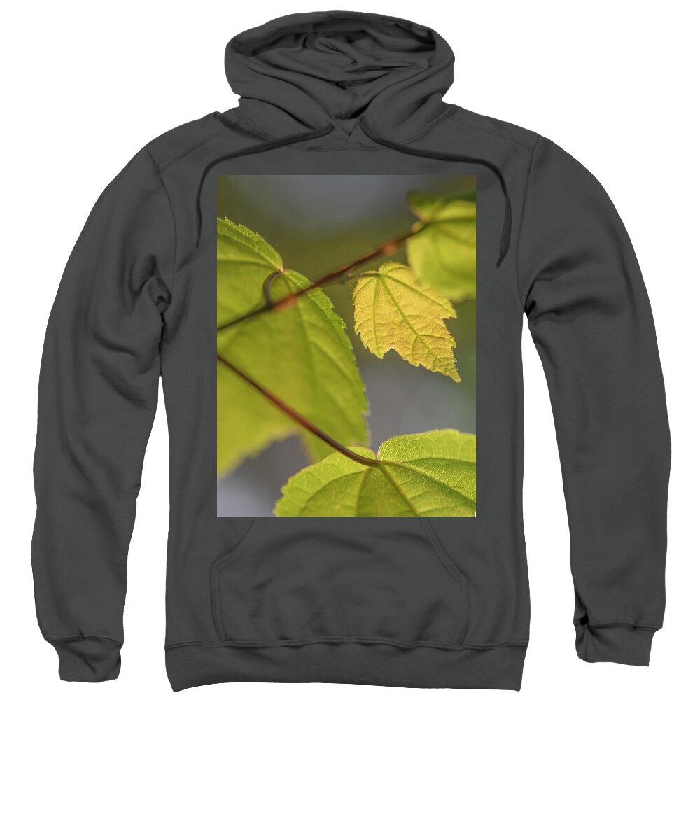Spring Sweatshirt featuring the photograph Spring Red Maple Leaves by Karen Rispin