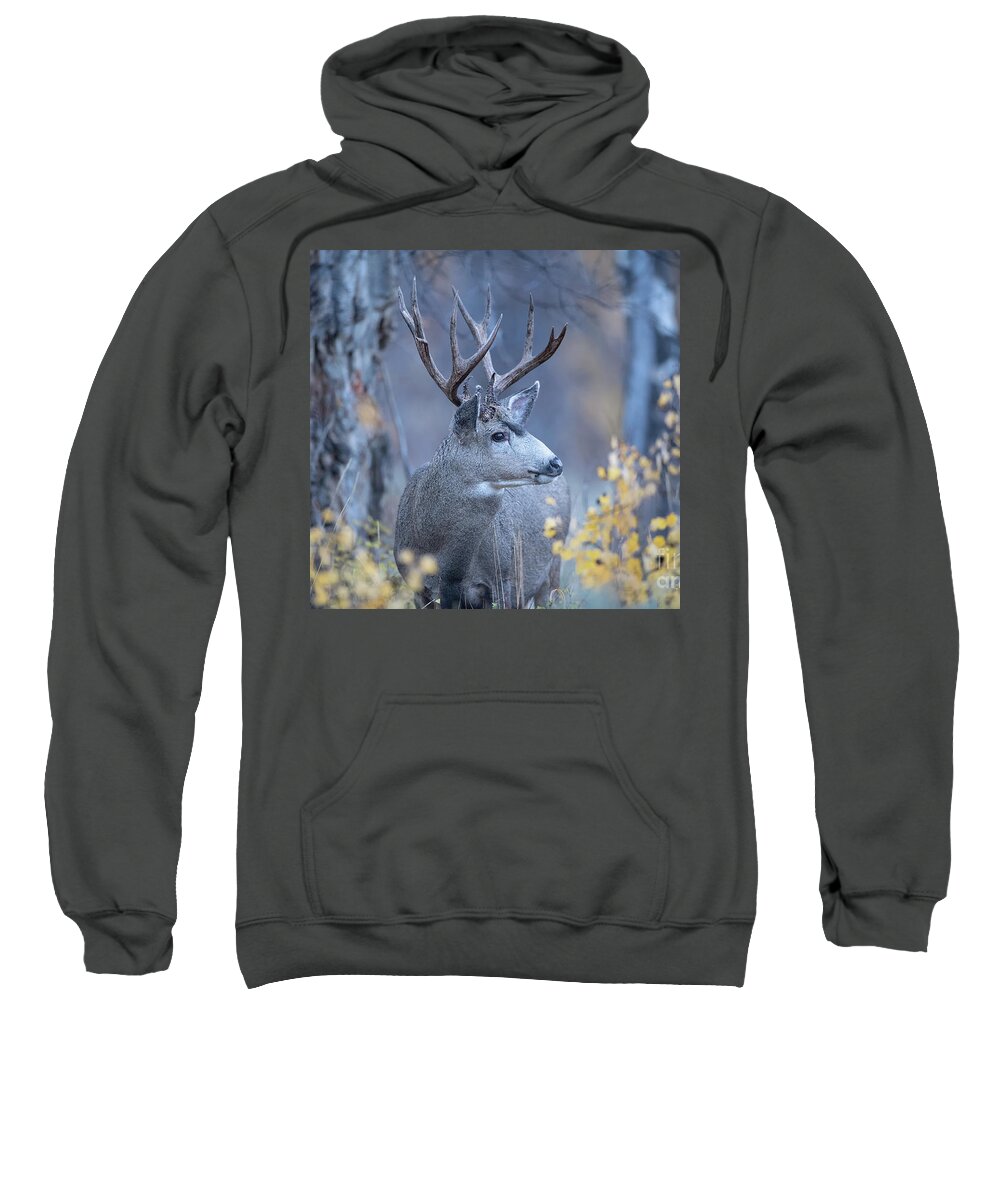 Christmas Stag Sweatshirt featuring the photograph Stag in Autumn Woods by Rehna George