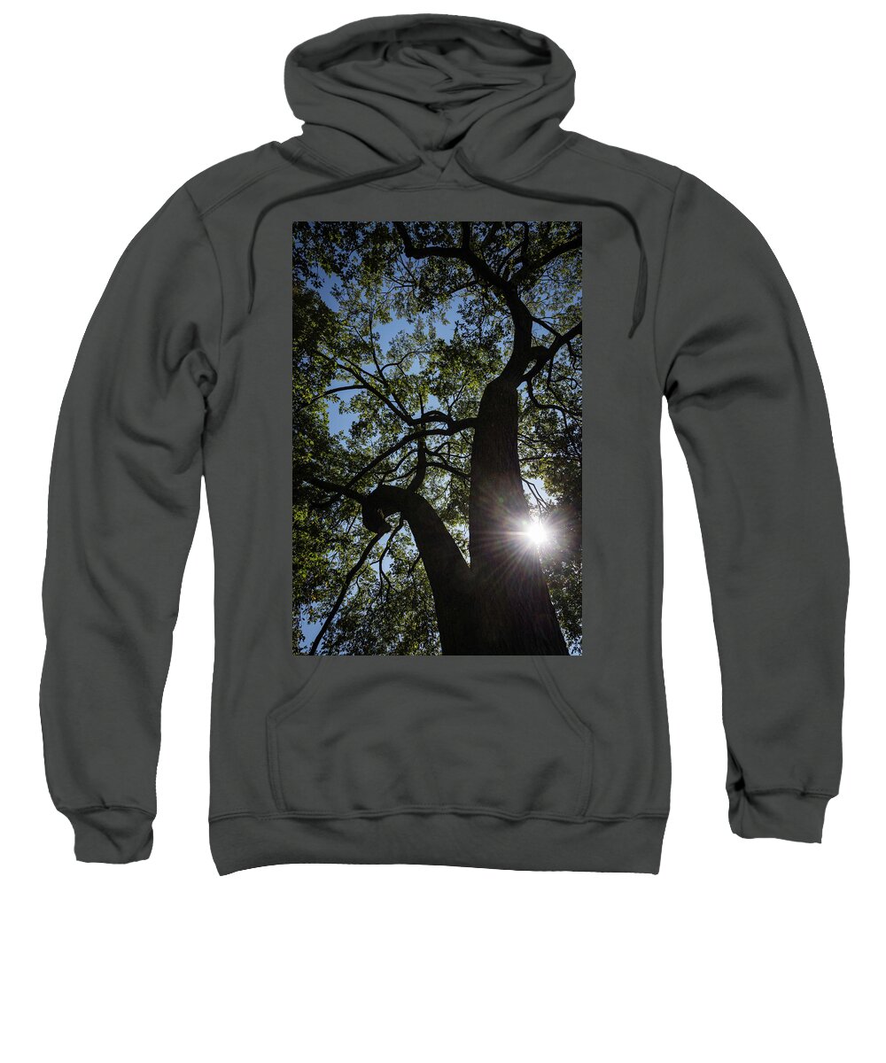 Chicago Sweatshirt featuring the photograph Stately Tree by Norman Reid
