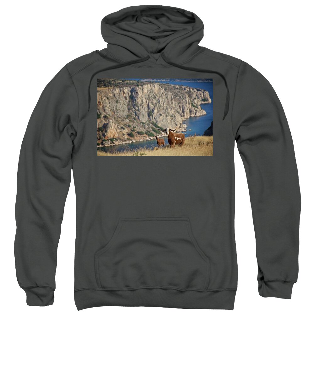 Boeotia Sweatshirt featuring the photograph Stray goats in Boeotia, Greece by Sean Hannon