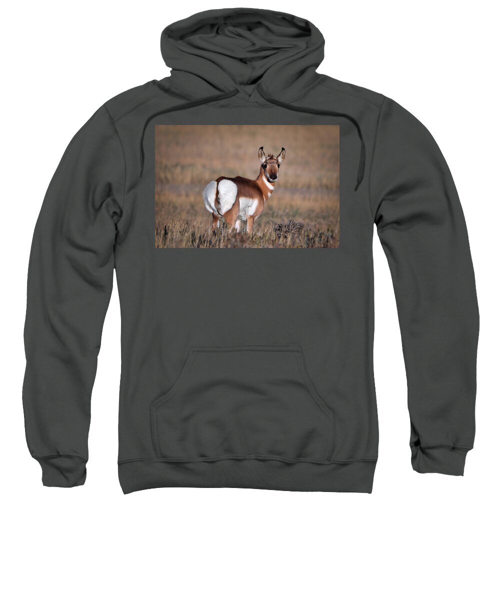Pronghorn Antelope Sweatshirt featuring the photograph Strike a Pose by American Landscapes