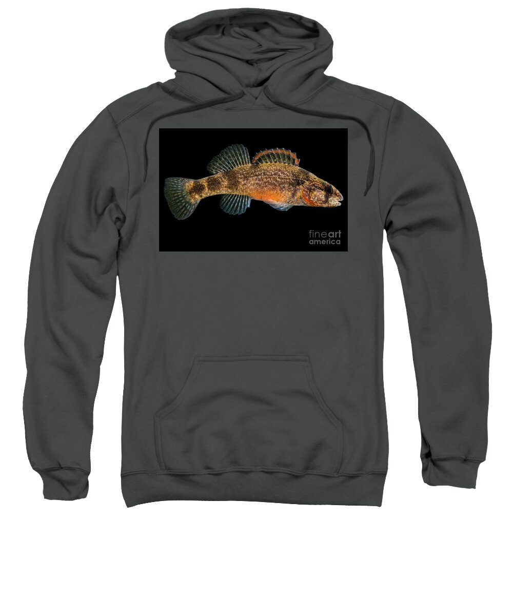 American Sweatshirt featuring the photograph Sunburst Darter, Etheostoma mihileze by Dante Fenolio