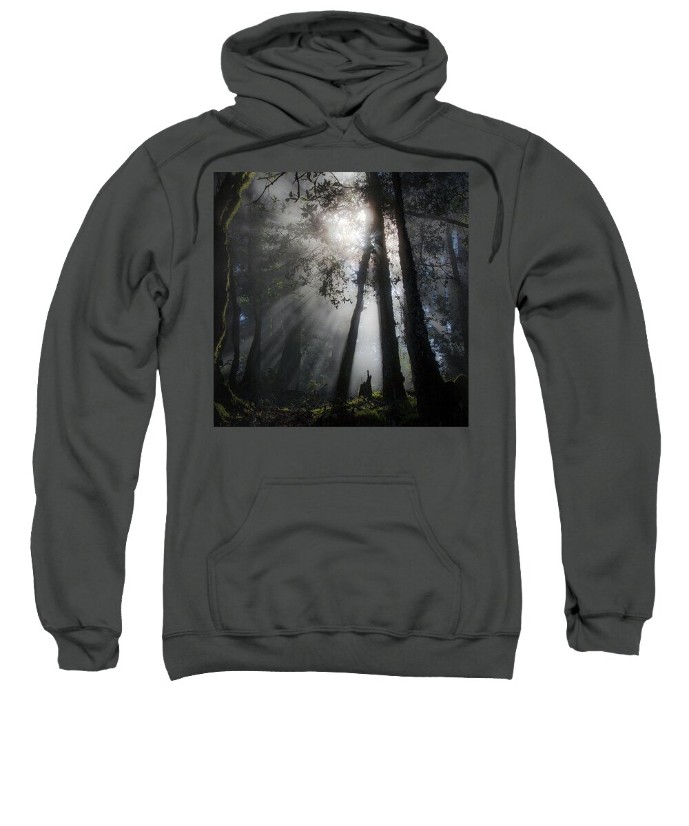 Sunlight Sweatshirt featuring the photograph Sunlight in the forest by Donald Kinney