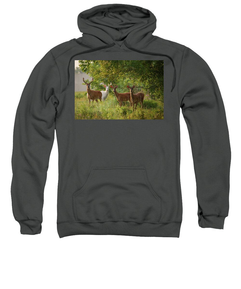 Buck Sweatshirt featuring the photograph The Boys by Brook Burling