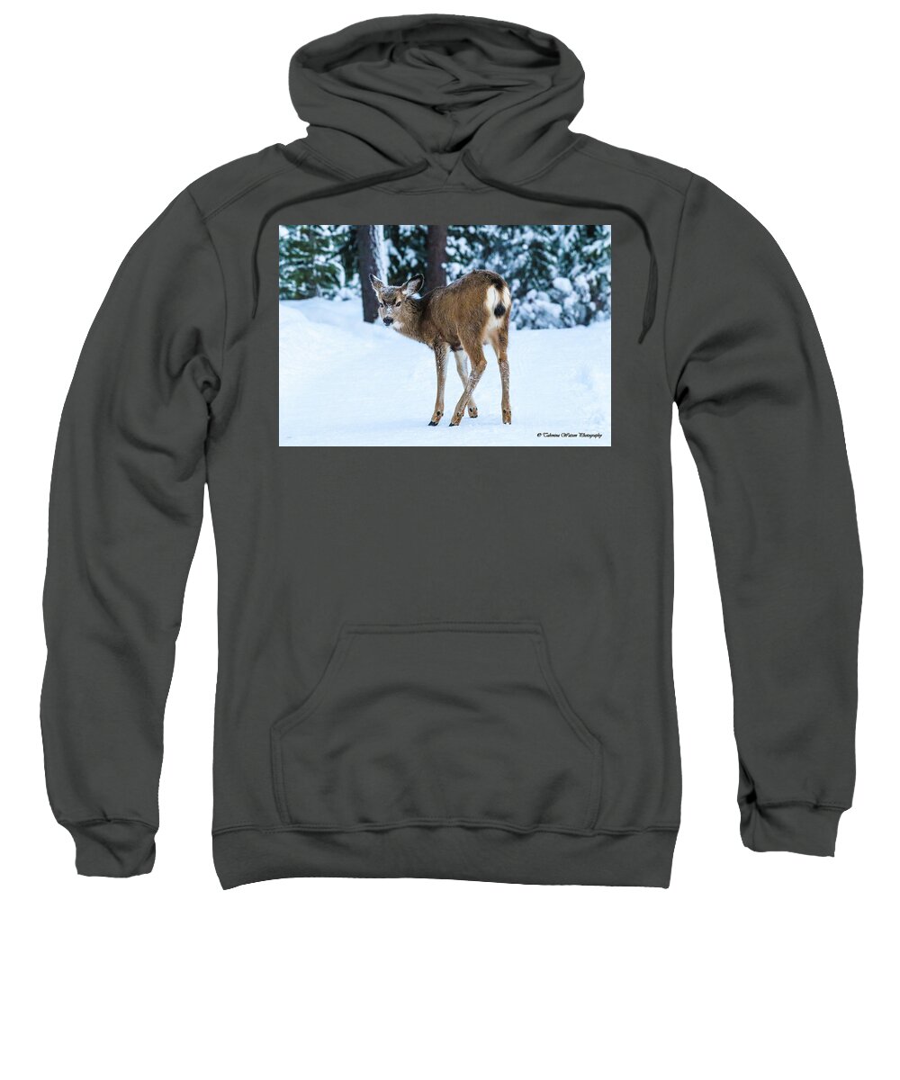 Deer Sweatshirt featuring the photograph The Deer Stare by Tahmina Watson