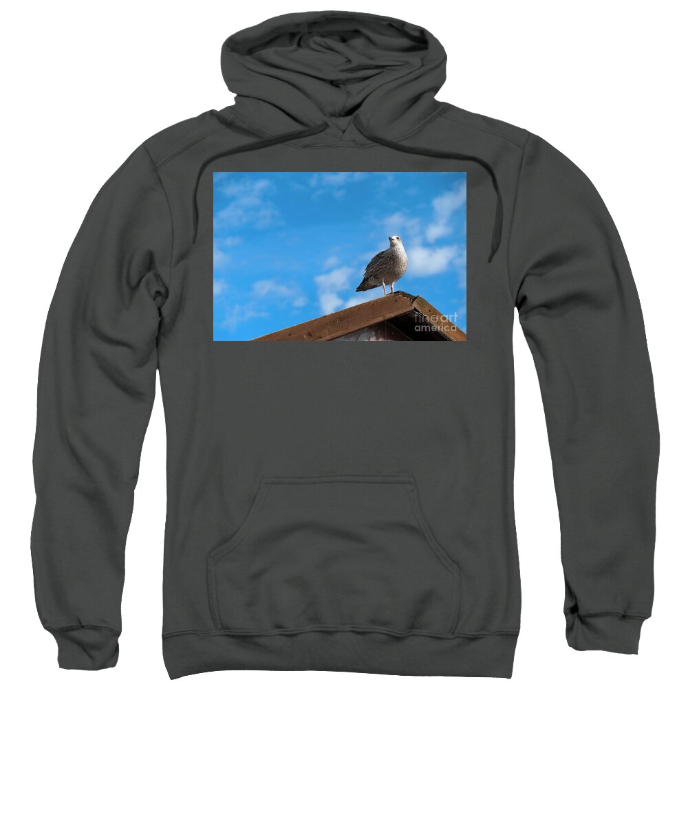 Seagull Sweatshirt featuring the photograph The Watchful Gull by Daniel M Walsh
