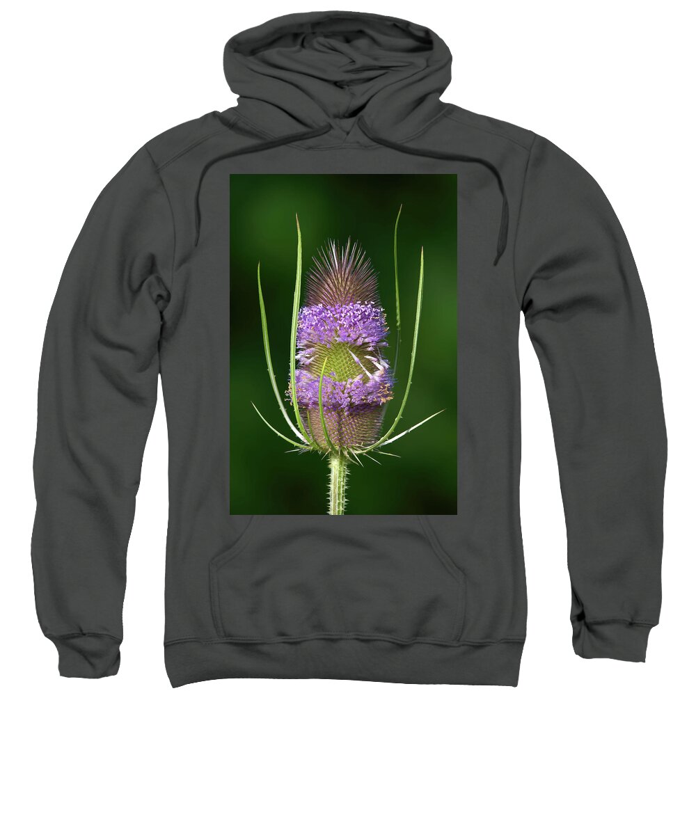 Plants Sweatshirt featuring the photograph Teasel Fading by Flinn Hackett