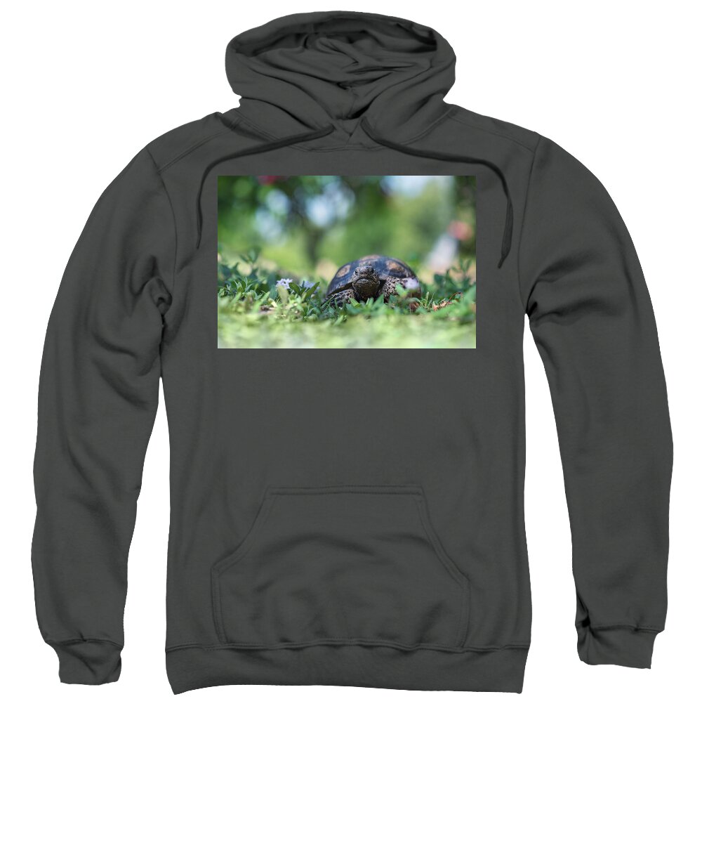 Animal Sweatshirt featuring the photograph Tortoise in Wildflowers by Laura Fasulo