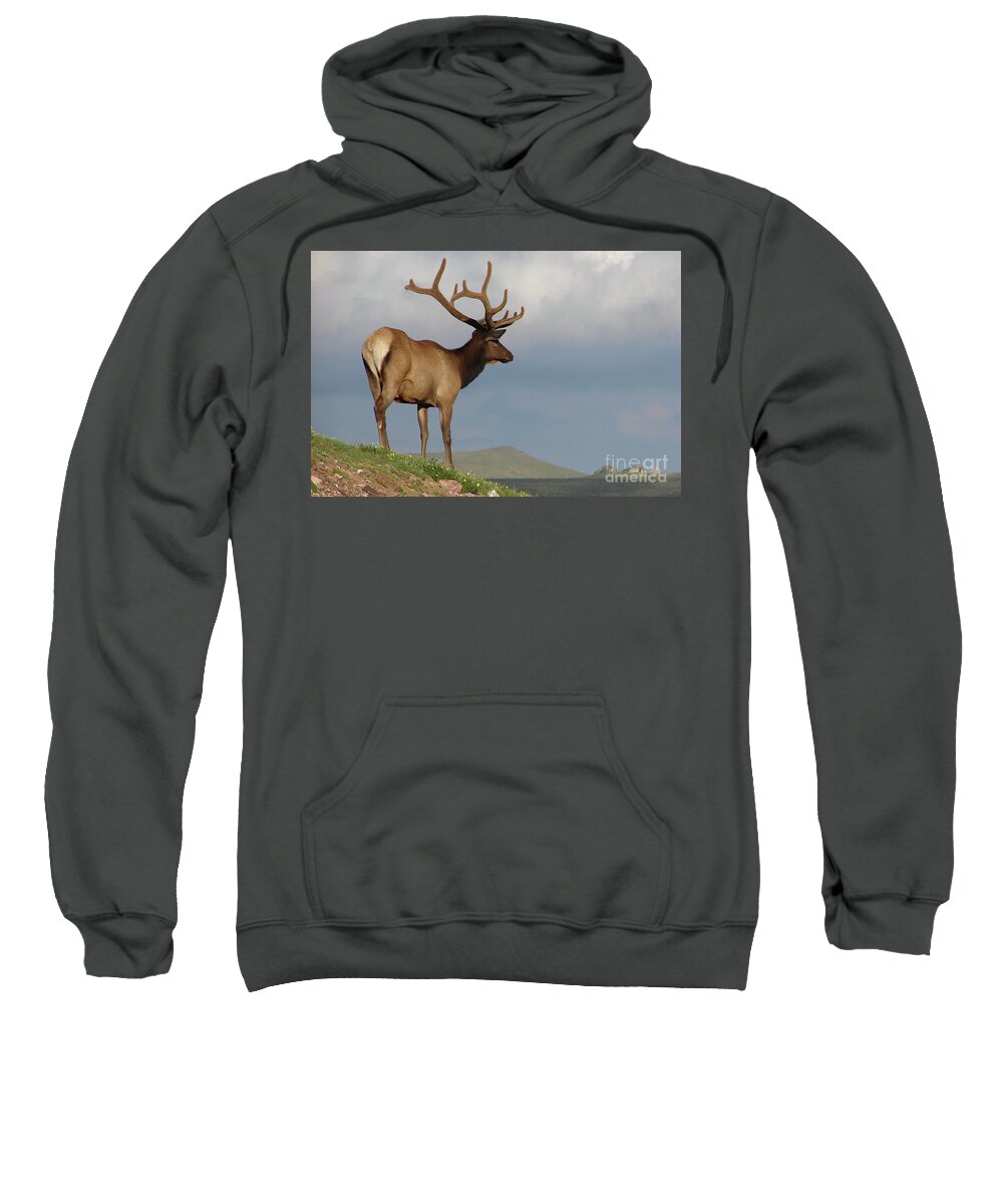 Trail Ridge Road Mule Deer Sweatshirt featuring the digital art Trail Ridge Road Mule Deer by Tammy Keyes