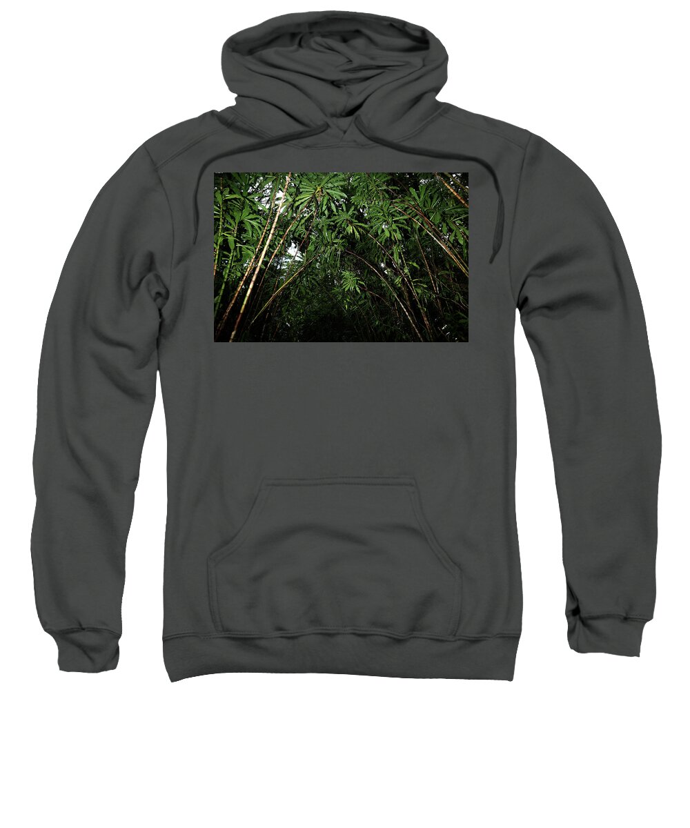 Hawaii Sweatshirt featuring the photograph Tunnel of Trees by Joseph Philipson