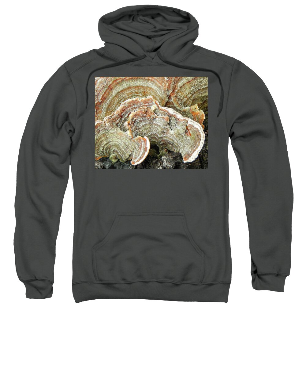 Abstract Sweatshirt featuring the photograph Turkeytail Fungus Abstract by Karen Rispin