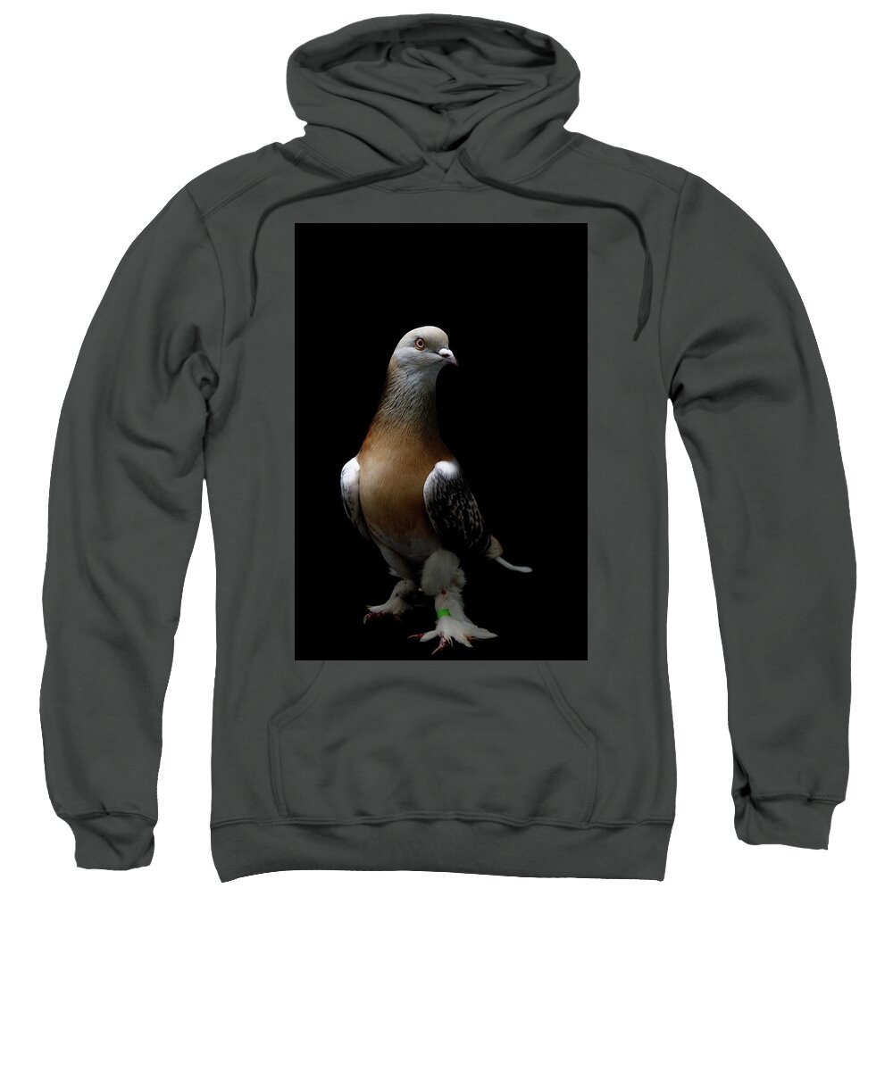 Pigeon Sweatshirt featuring the photograph Turkish Takla Pigeon by Nathan Abbott
