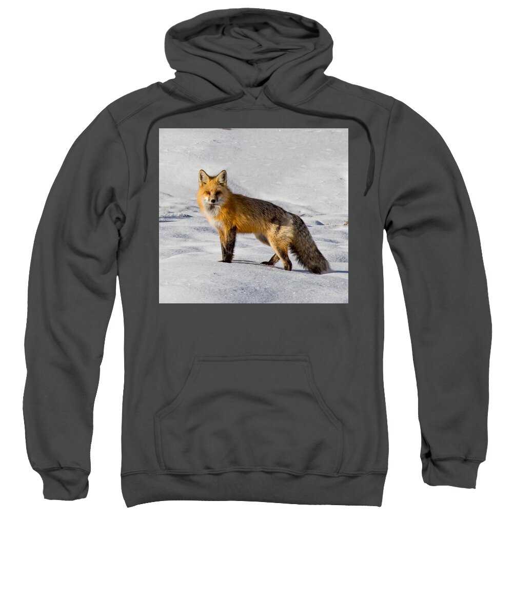 Fox Sweatshirt featuring the photograph Vixen by Carolyn Mickulas