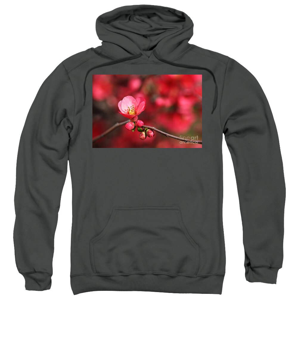 Flowering Quince Sweatshirt featuring the photograph Warmth Of Flowering Quince by Joy Watson