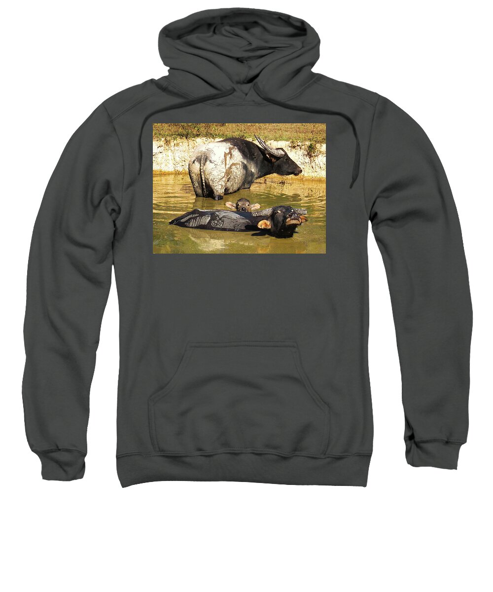 Raw And Real Northern Territory Series By Lexa Harpell Sweatshirt featuring the photograph Water Buffalo Family Portrait by Lexa Harpell