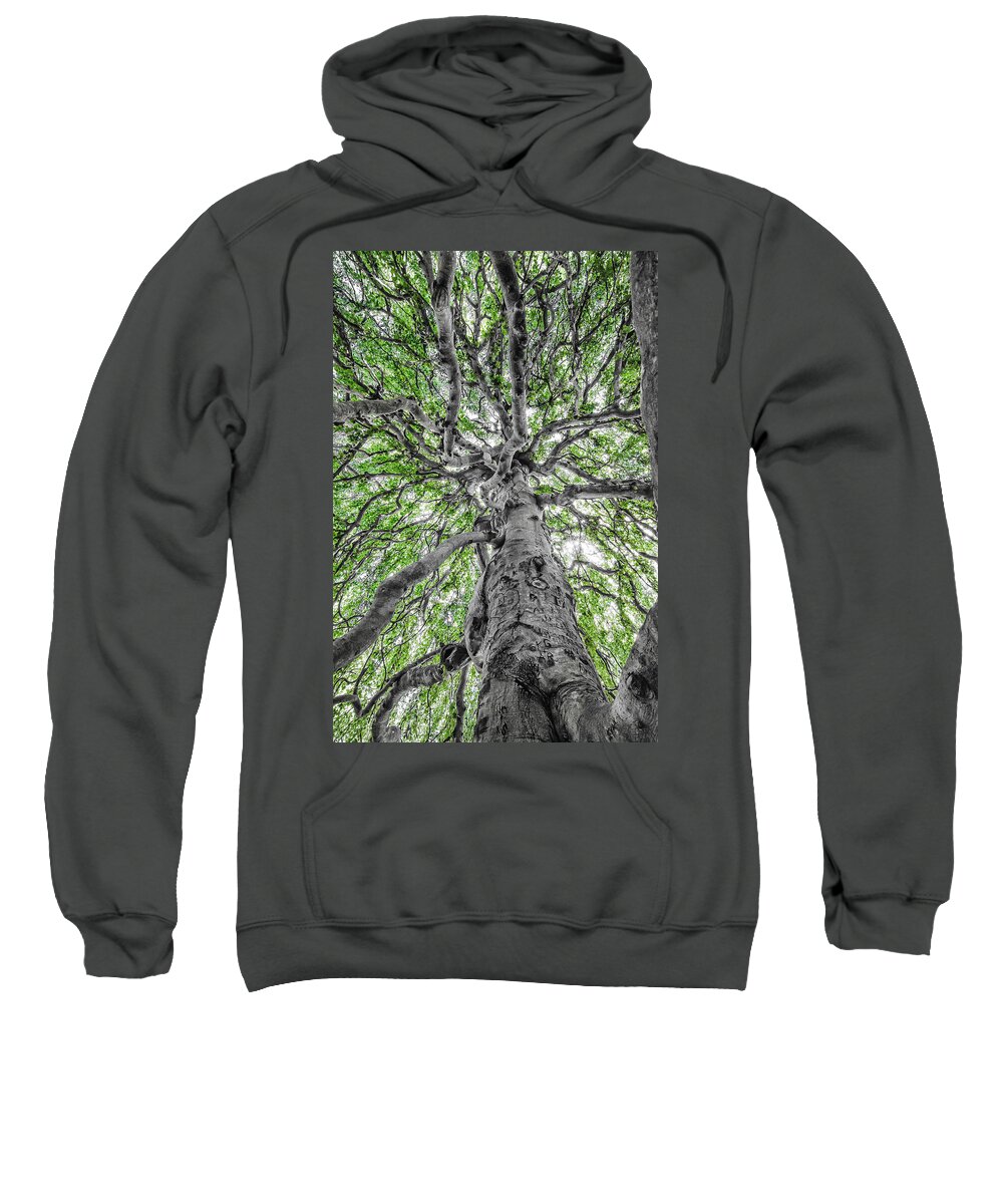 Weeping Sweatshirt featuring the photograph Weeping Beech by Steven Nelson