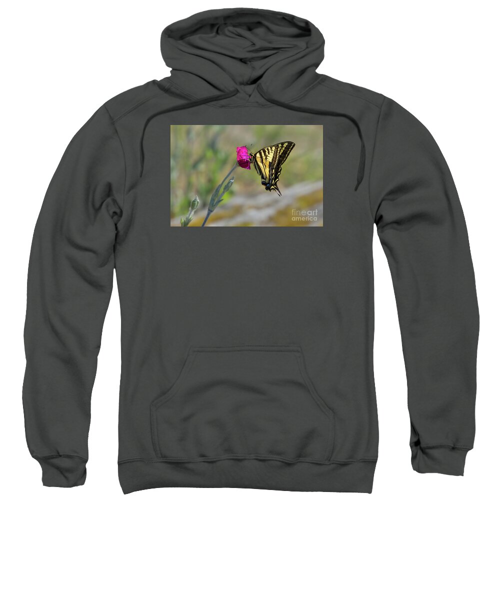 Lepidoptera Sweatshirt featuring the photograph Western Tiger Swallowtail on Rose Campion Flower #4 by Nancy Gleason