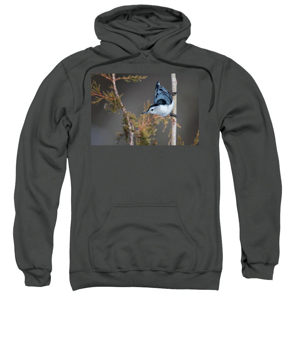 Back Yard Birds Sweatshirt featuring the photograph White Breasted Nuthatch by Linda Shannon Morgan