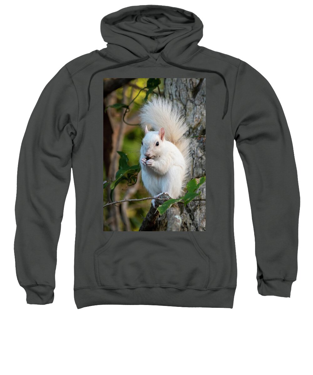 Squirrel Sweatshirt featuring the photograph White Squirrel Eating by Bradford Martin