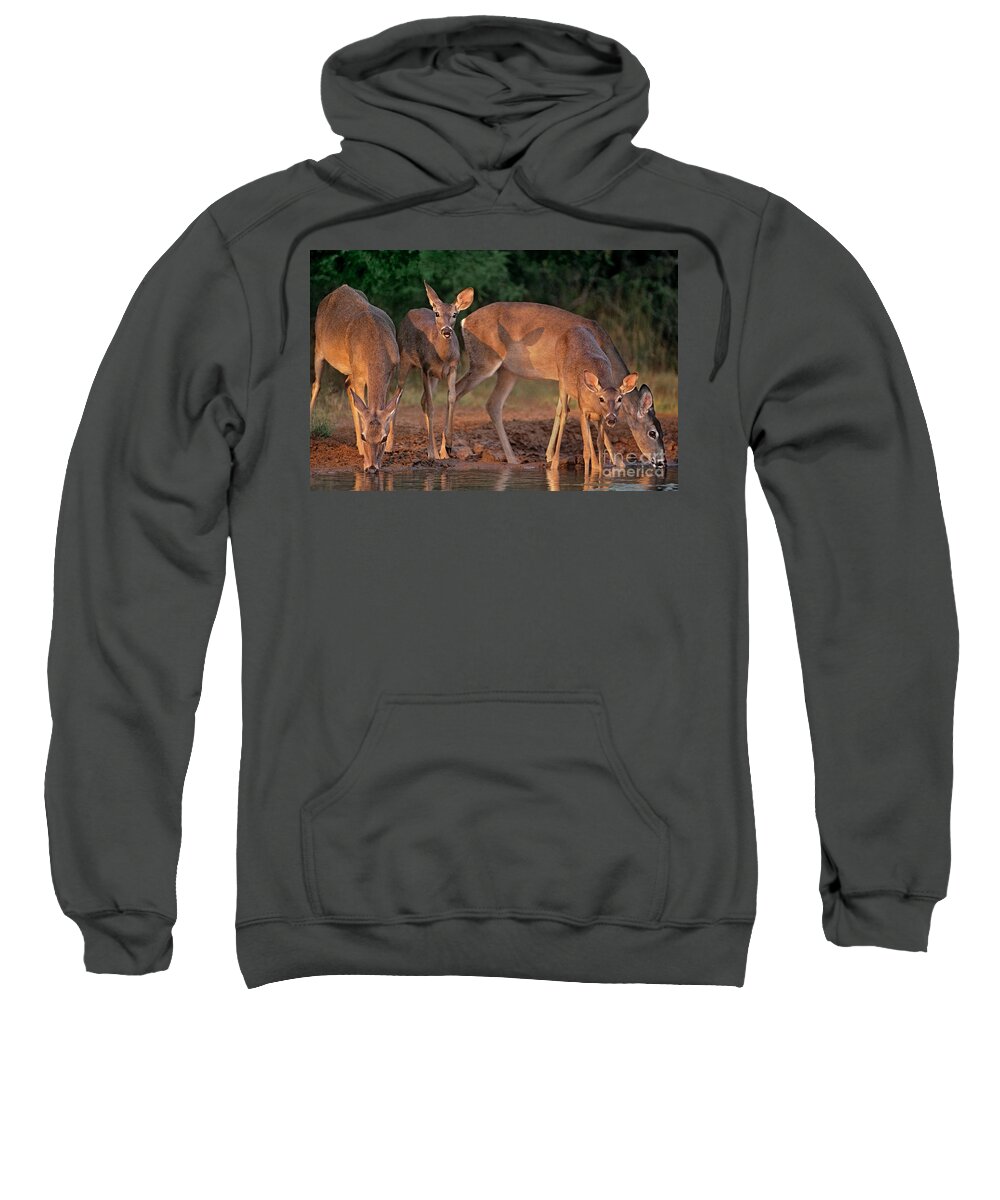 North America Sweatshirt featuring the photograph Whitetail Deer at Waterhole Texas by Dave Welling