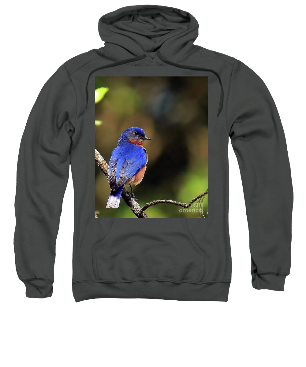 Bird Sweatshirt featuring the photograph Wildlife_Bluebird_Everglades National Park_IMGL0050 by Randy Matthews