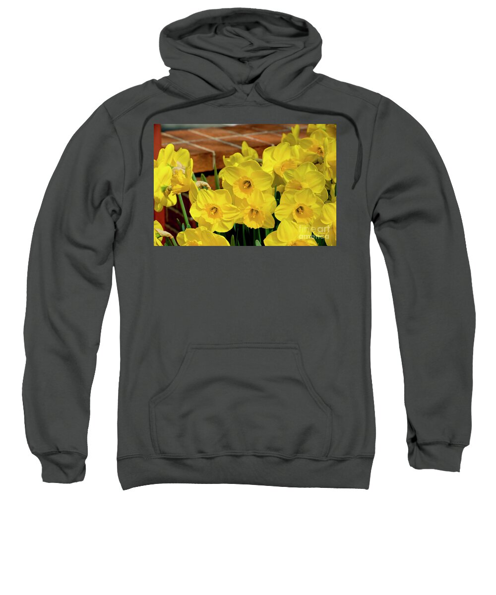 Daffodils Sweatshirt featuring the photograph Yellow Daffodils, 1 by Glenn Franco Simmons