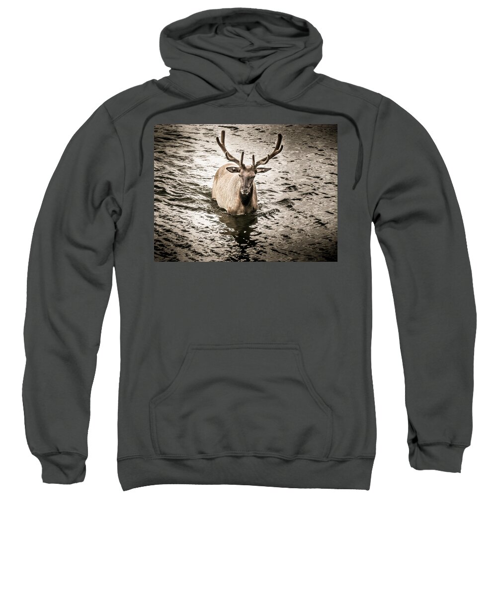Elk Sweatshirt featuring the photograph Yellowstone Elk by Allin Sorenson