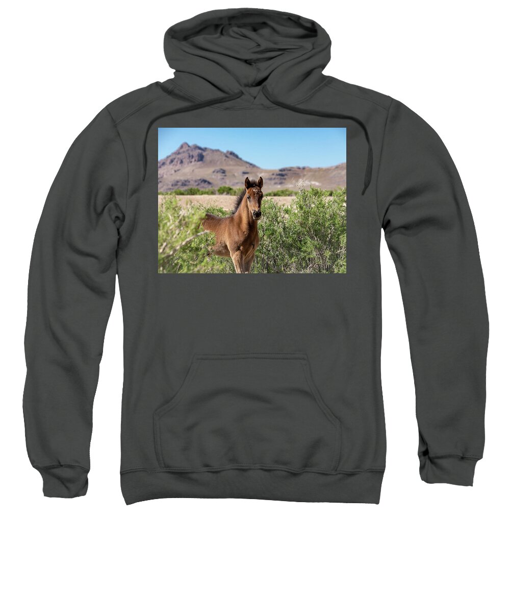 Wild Horses Sweatshirt featuring the photograph Young Bay Trust by Dirk Johnson